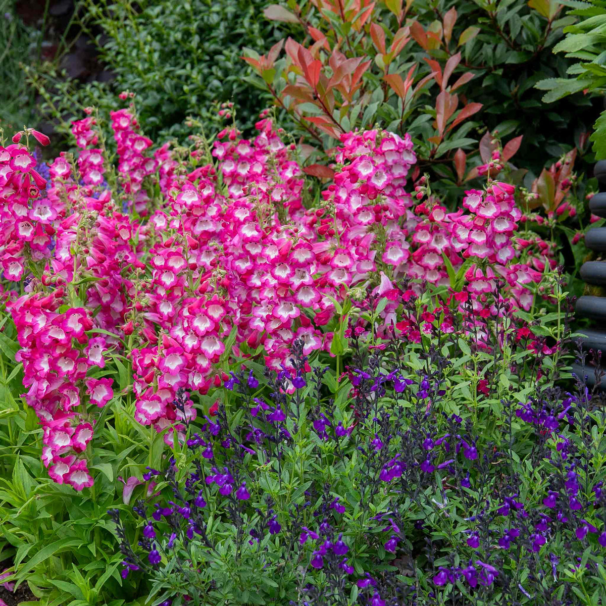Penstemon Arabesque Orchid 2l Perennial Plant | Set of 1 | Multi