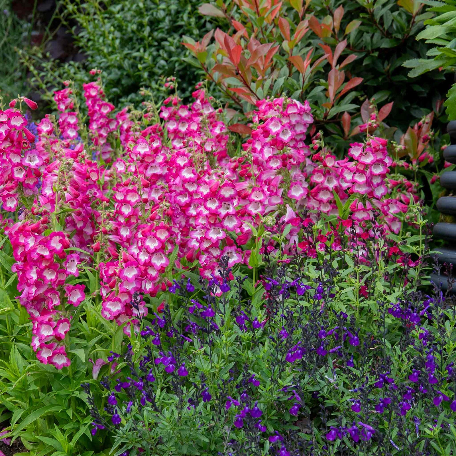 Penstemon Arabesque Orchid 2l Perennial Plant | Set-of-1 | Multi