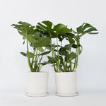 Swiss Cheese Plant - 2 Pcs. - Monstera Deliciosa - Height 70-80cm - ⌀21cm | Set of 2 | Green