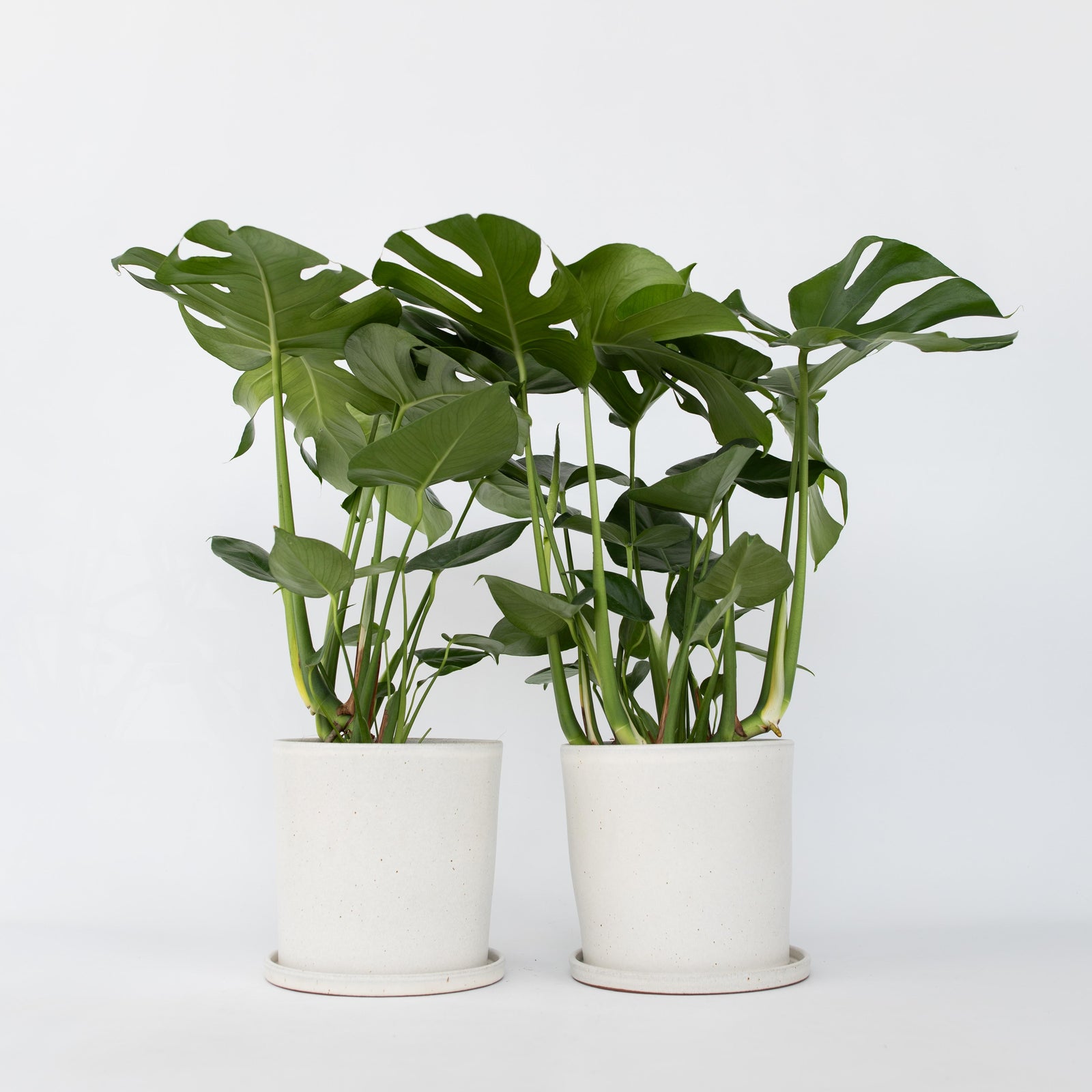 Swiss Cheese Plant - 2 Pcs. - Monstera Deliciosa - Height 70-80cm - ⌀21cm | Set of 2 | Green