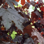 Acer Platanoides Crimson King Tree 6ft Tall Supplied In A 12 Litre Pot