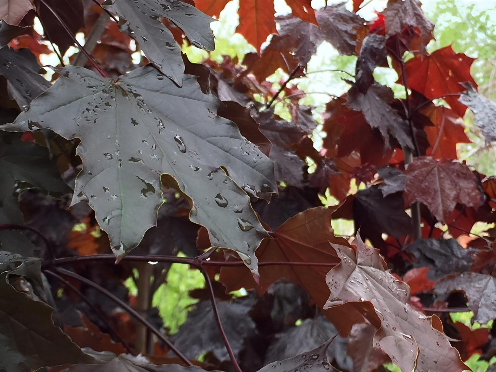 Acer Platanoides Crimson King Tree 6ft Tall Supplied In A 12 Litre Pot