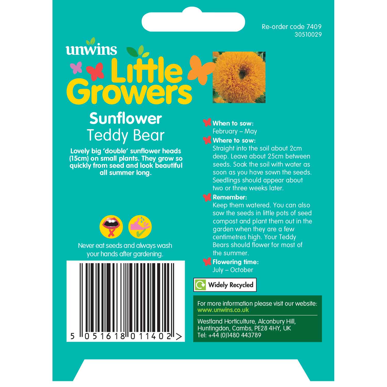 Sunflower 'teddy Bear' Seeds | 35 Seeds