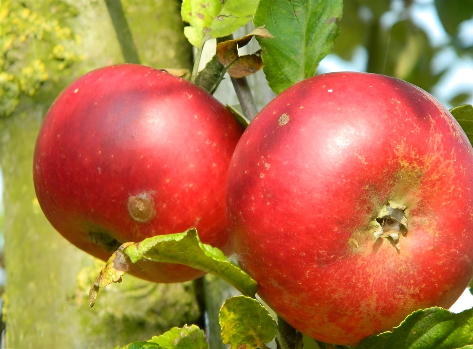 Dwarf Patio Discovery Apple Fruit Tree 3-4ft Supplied In A 5 Litre Pot