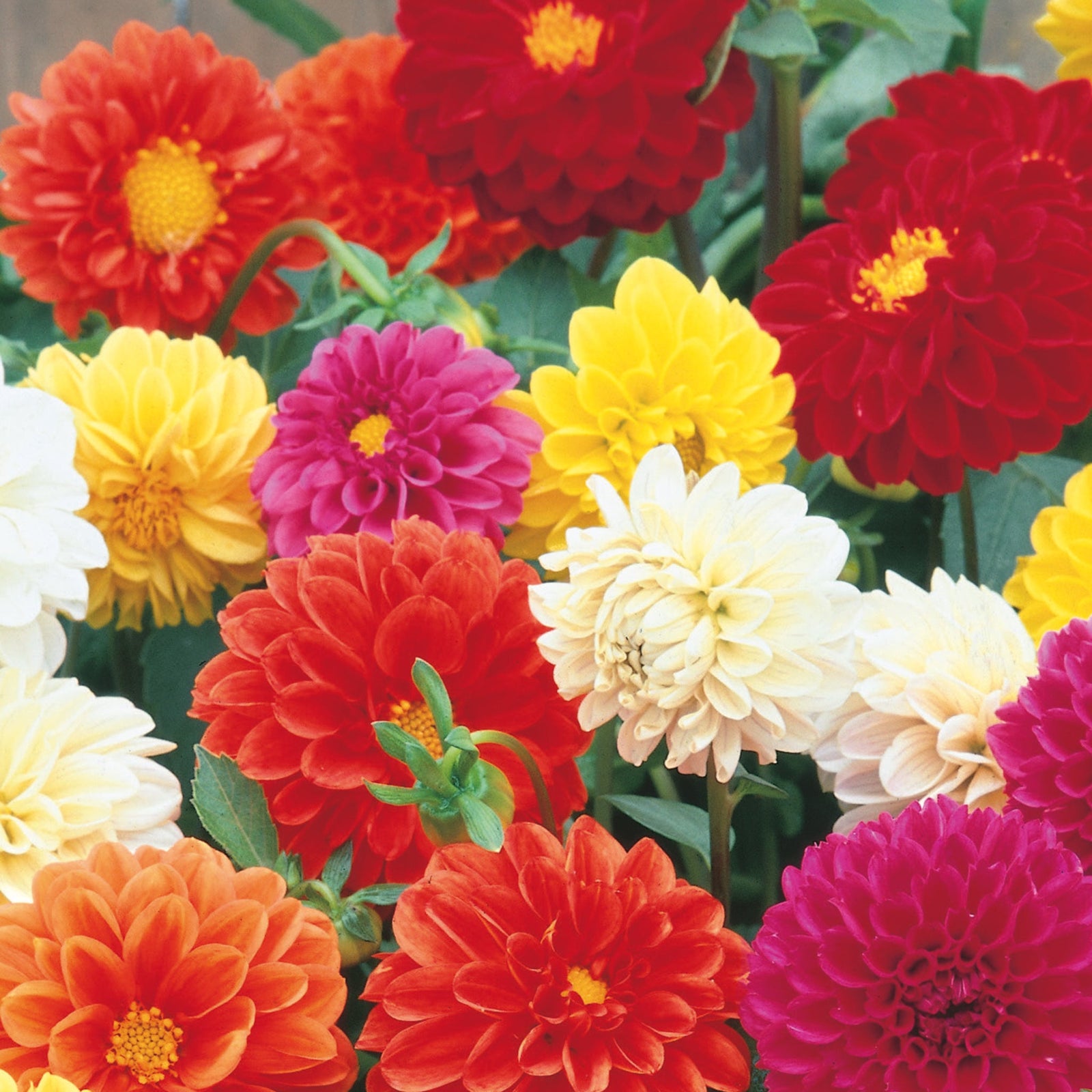 Dahlia Pompom Mix Seeds | 50 Seeds | Multi
