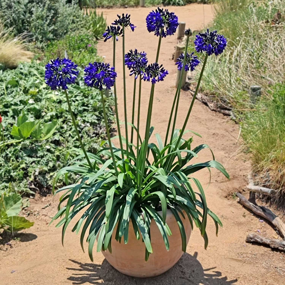 Agapanthus 'midnight Sky' 2l Plant | Set of 1