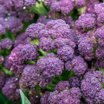 Purple Sprouting Broccoli 'cardinal' - | 12 x Garden Ready Plugs | Purple