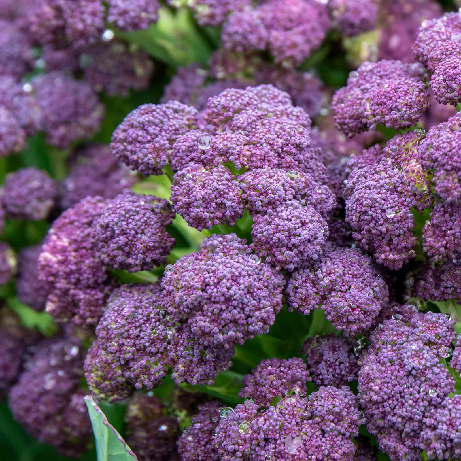 Purple Sprouting Broccoli 'cardinal' - | 12 x Garden Ready Plugs | Purple