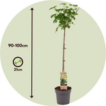 Blackcurrant Plant - Ribes Nigrum 'Titania' - Height 90-100cm - ⌀21cm | Set of 2 | Green