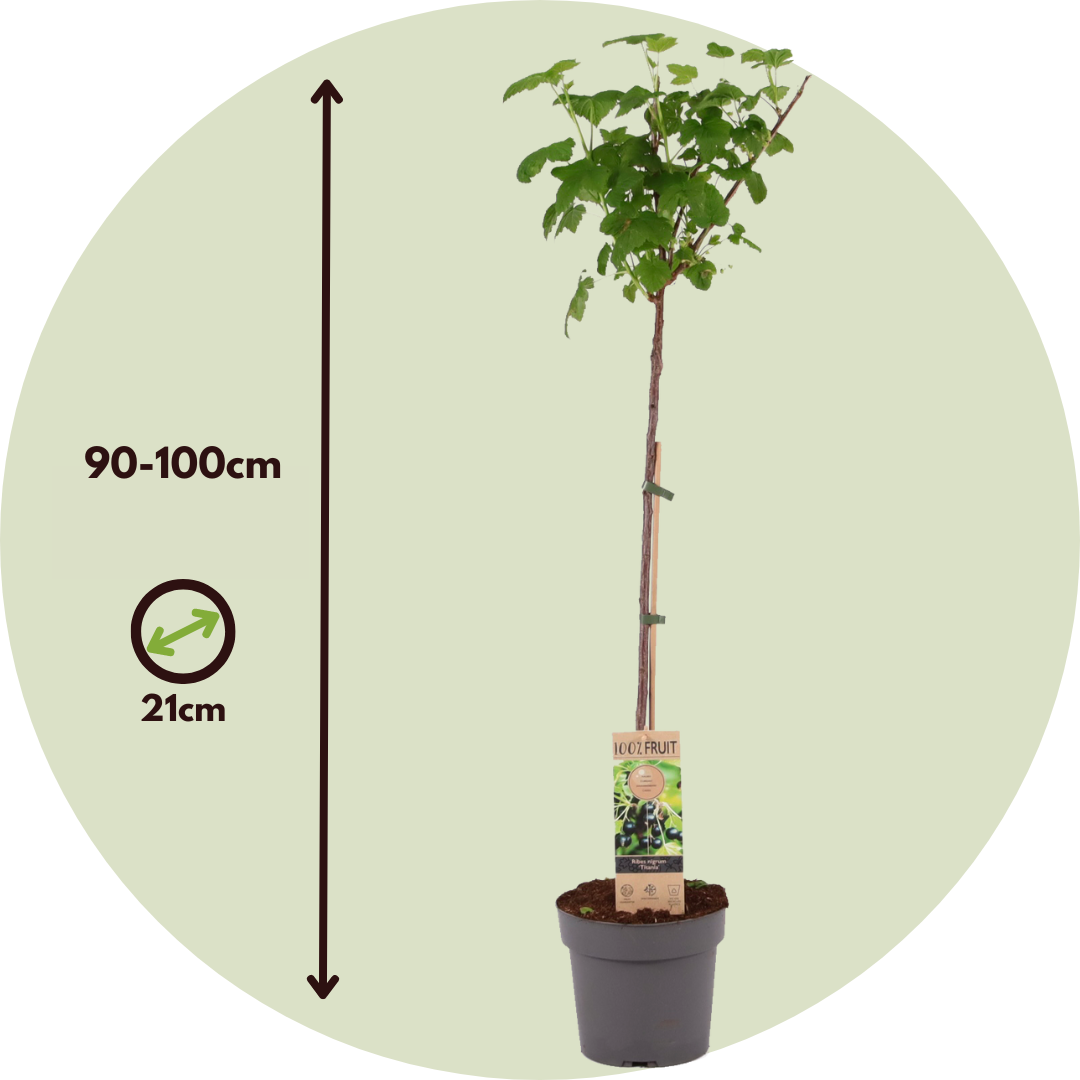 Blackcurrant Plant - Ribes Nigrum 'Titania' - Height 90-100cm - ⌀21cm | Set-of-2 | Green