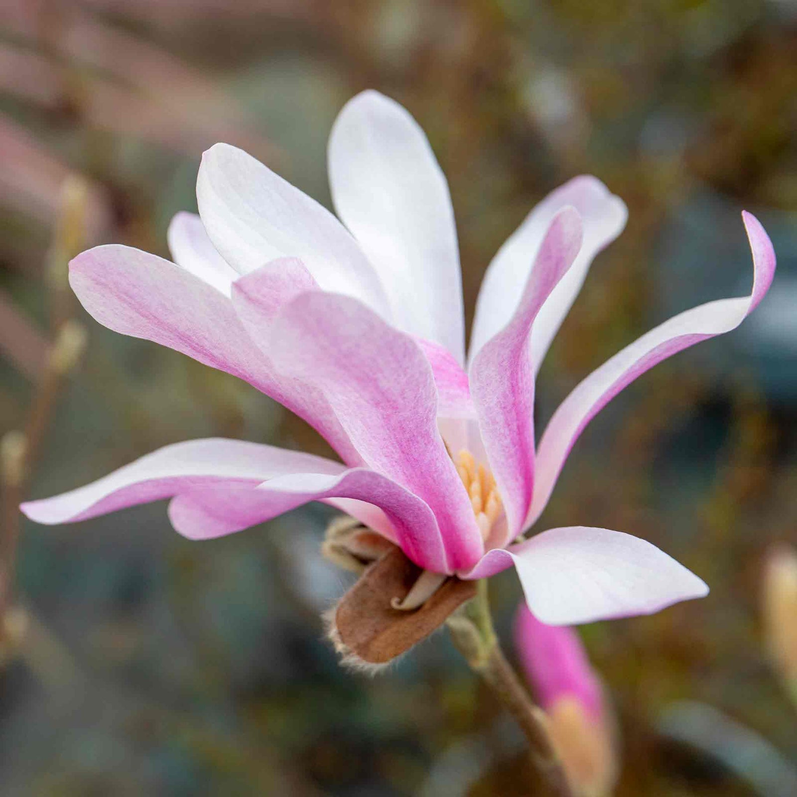 Magnolia 'leonard Messel' - Rhs Award Of Garden Merit | 1 x 3L | Pink
