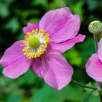 Anemone Hupehensis 'hadspun Abundance' - 9cm pots | 1 x 9cm | Pink