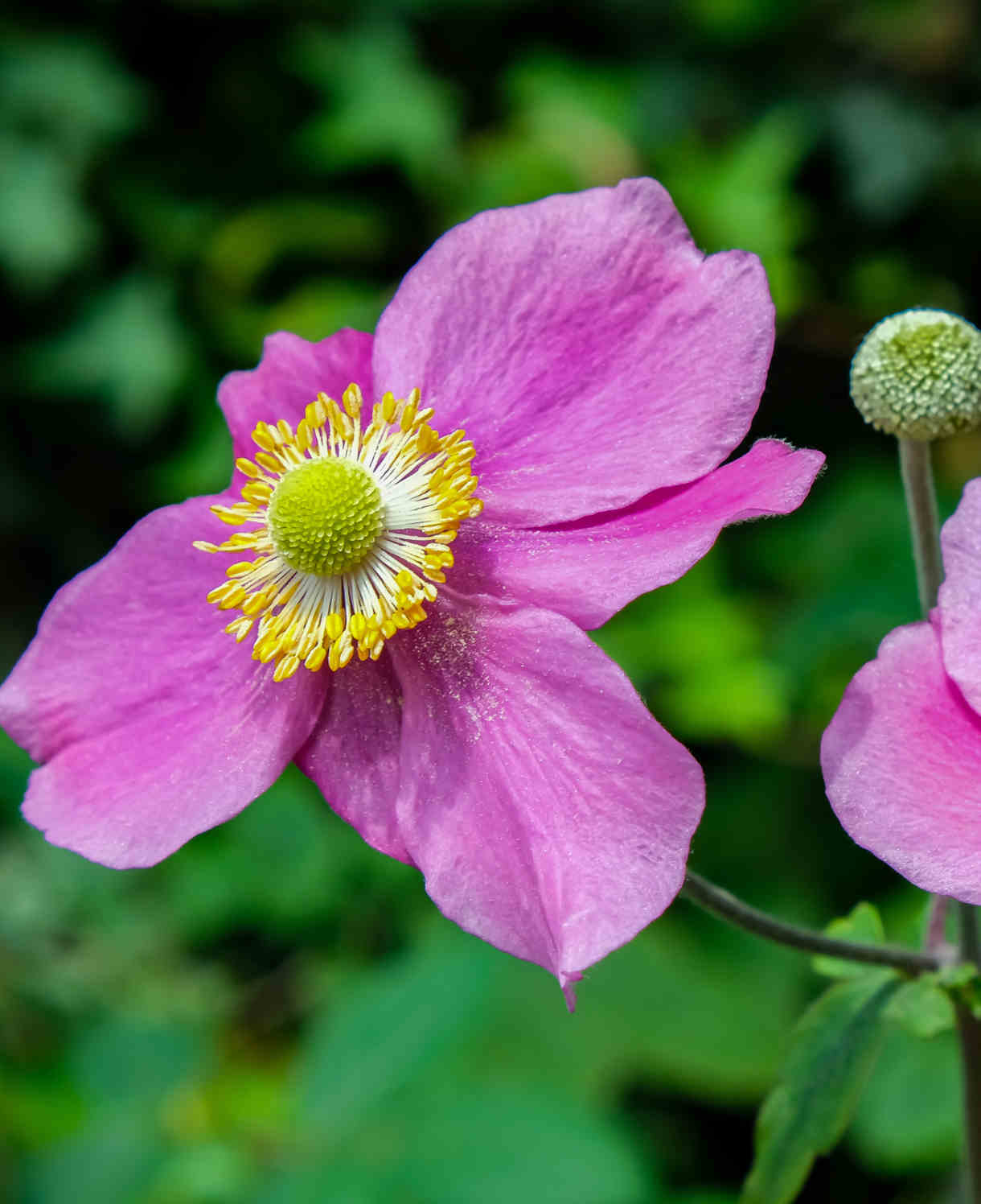 Anemone Hupehensis 'hadspun Abundance' - 9cm pots | 1 x 9cm | Pink