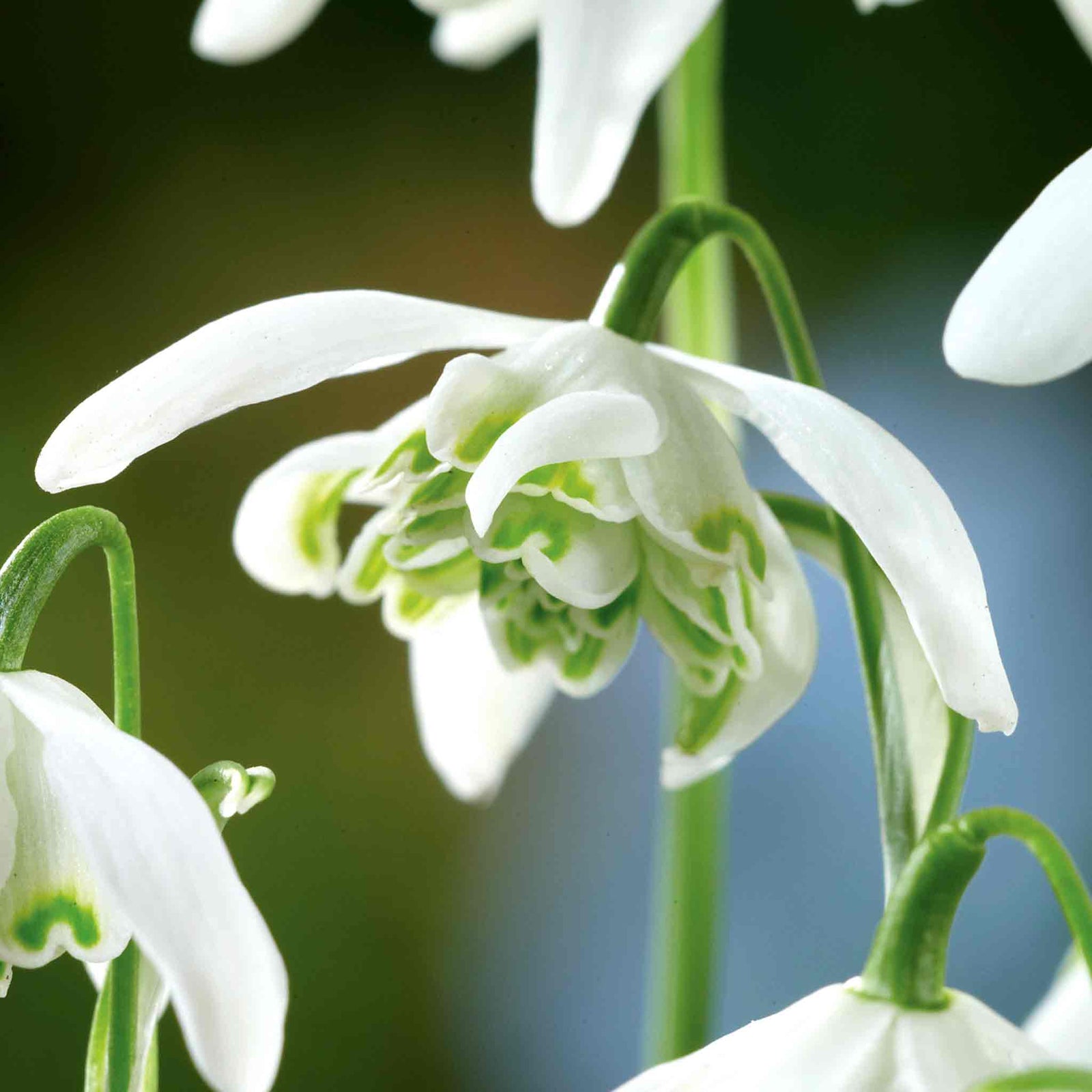 Galanthus 'flore Pleno' Double Snowdrop In The Green | 25 x Bulbs | Multi