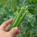Pea 'alderman' Maincrop - Multi-sown Despatched From April | 12 x Plug Plants | Green