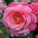 Rose 'sweet Romantica' - Hybrid Tea | 1 x Bare Root | Pink