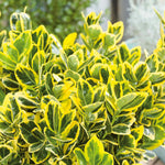 Euonymus 'aureus' Quarter-standard Evergreen Shrub | 1 x 7L