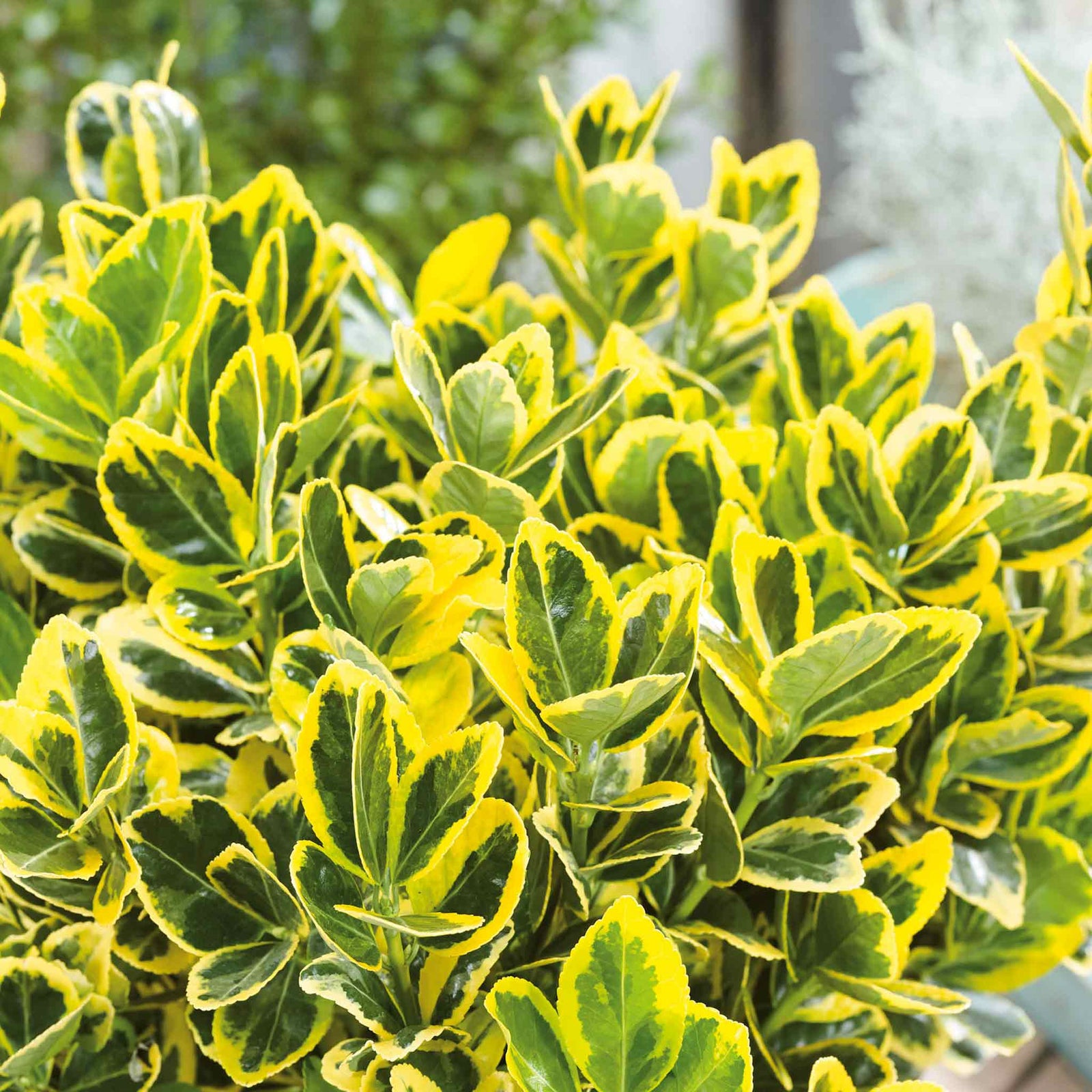 Euonymus 'aureus' Quarter-standard Evergreen Shrub | 1 x 15L