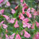 Penstemon Nursery Favourite Collection - 3 In 1l Pots