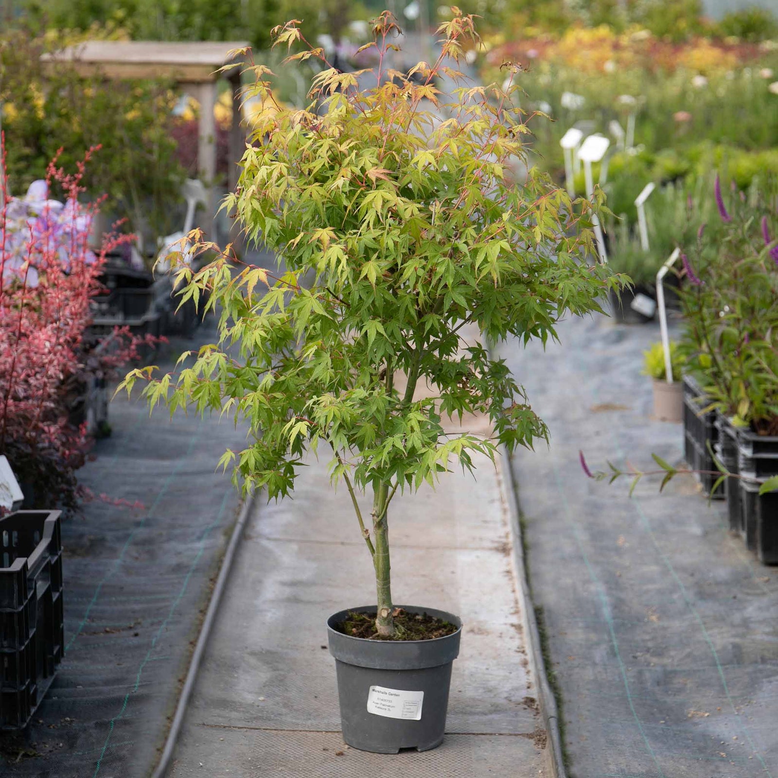 Acer Palmatum 'katsura' Japanese Maple - Ornamental | 1 x 9cm