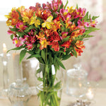 Alstroemeria Garden Hybrids Bare Roots | Set of 10