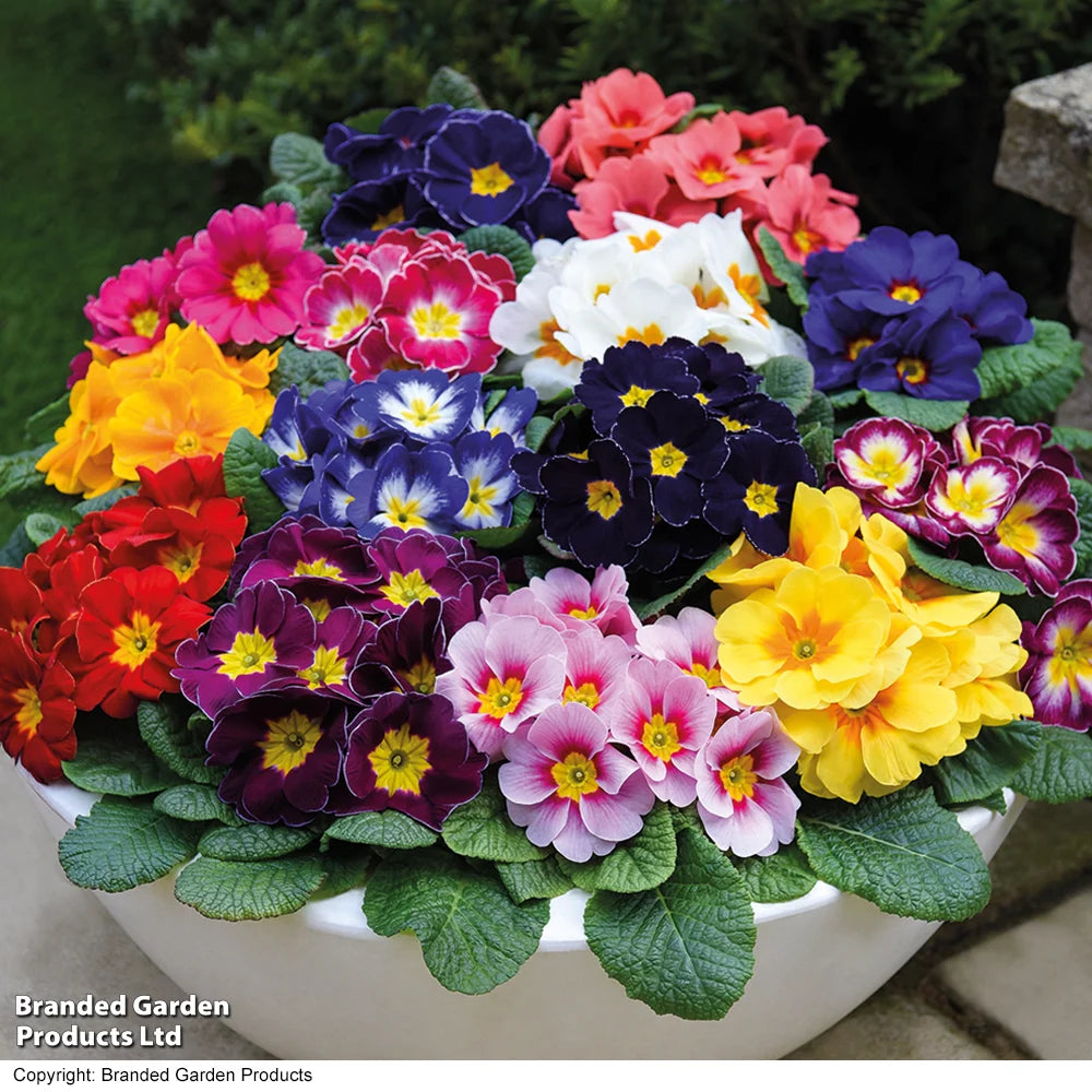 Primrose Husky Mixed Plants | Set of 60