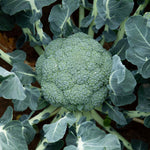Broccoli 'marathon' Plant | 6 x 9cm | Green