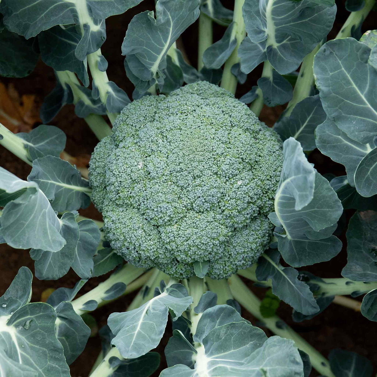 Broccoli 'marathon' Plant | 6 x 9cm | Green