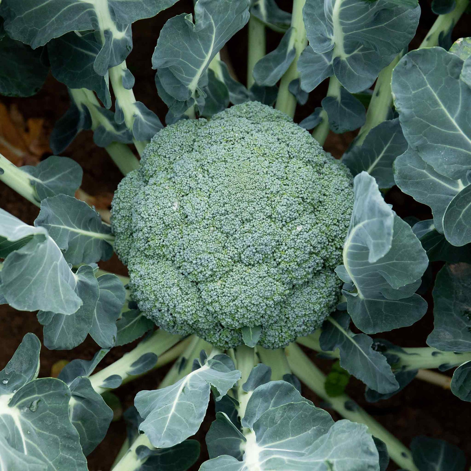 Broccoli 'marathon' Plant | 6 x 9cm | Green