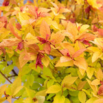 Spiraea Japonica 'firelight' Ornamental Shrub, Pollinator-friendly | 1 x 3L | Green & Pink