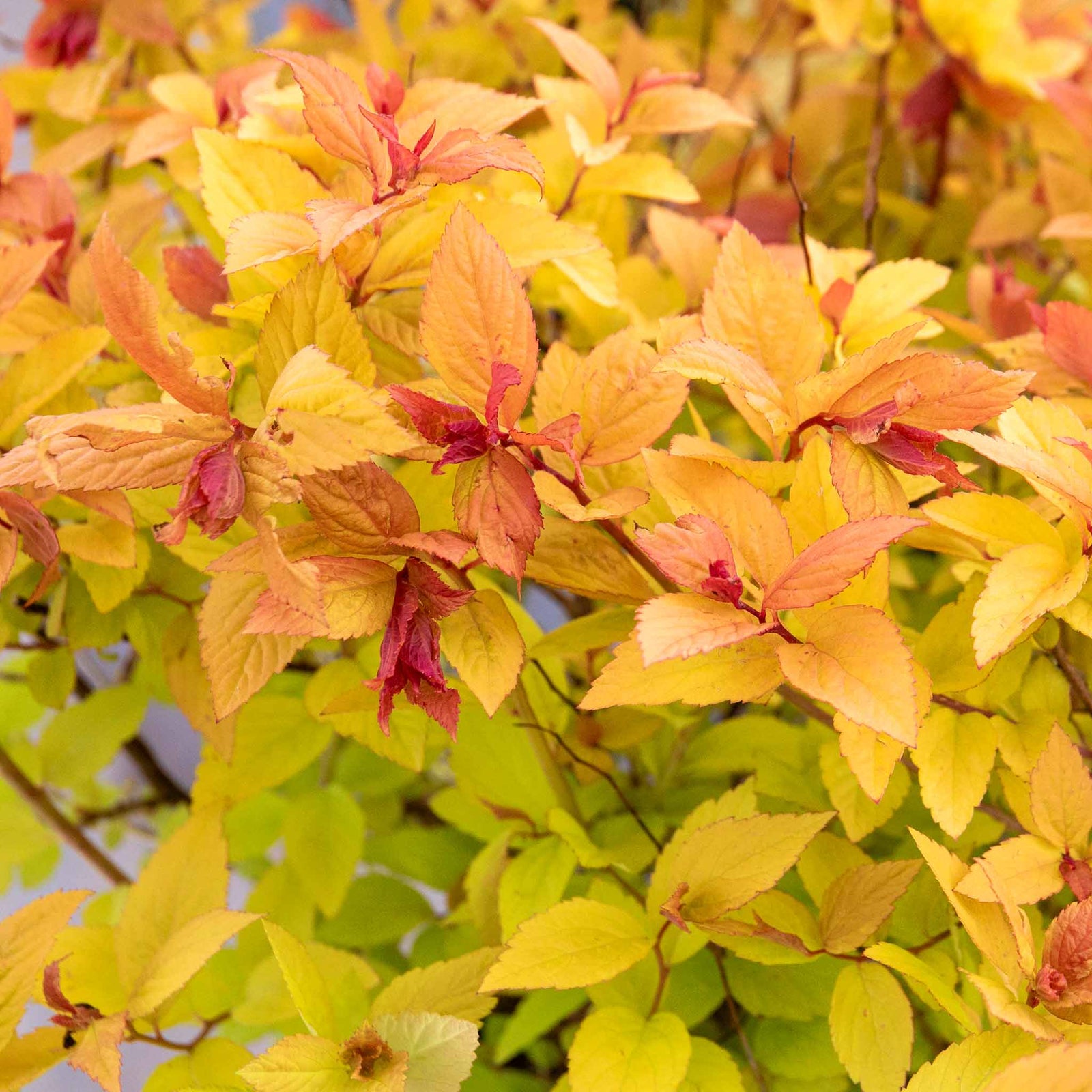 Spiraea Japonica 'firelight' Ornamental Shrub, Pollinator-friendly | 1 x 3L | Green & Pink
