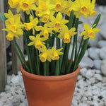 Spring Flowering Bulb Bonanza Collection - 50 Bulbs