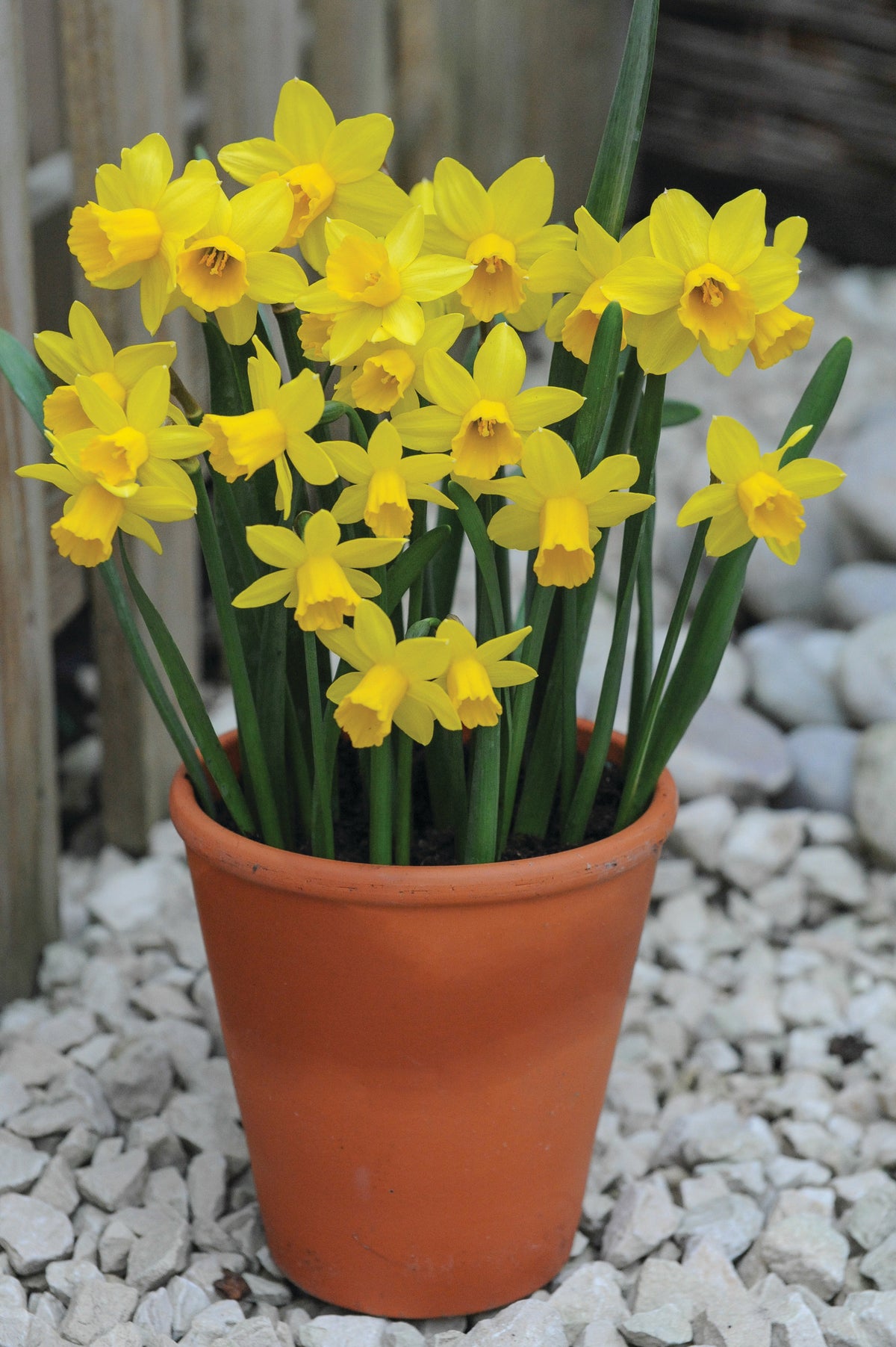 Spring Flowering Bulb Bonanza Collection - 50 Bulbs