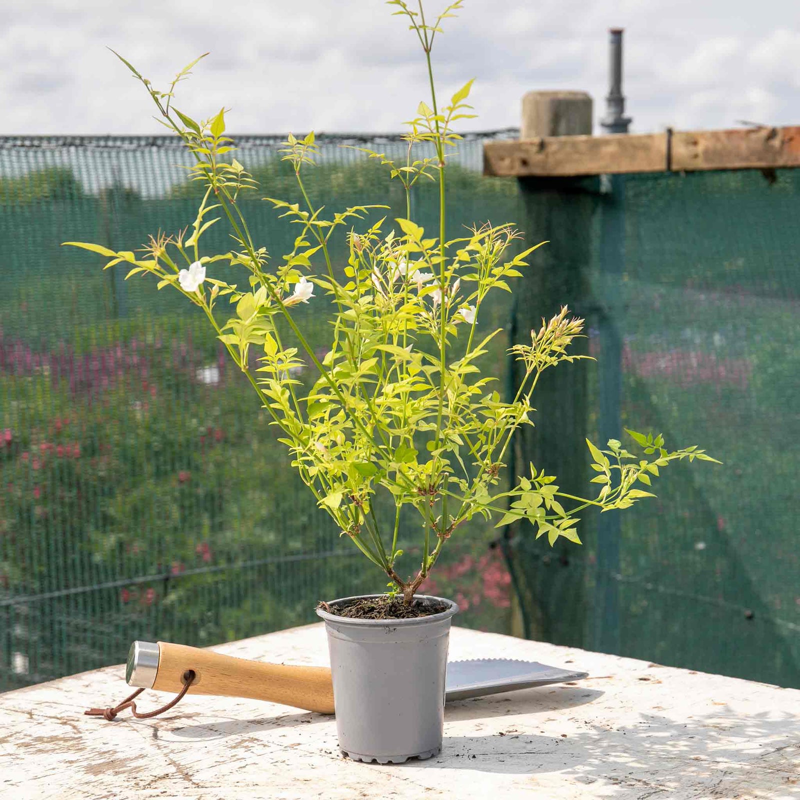 Jasmine (jasminum Officinale) Fragrant White Climber | 1 x 3L | White