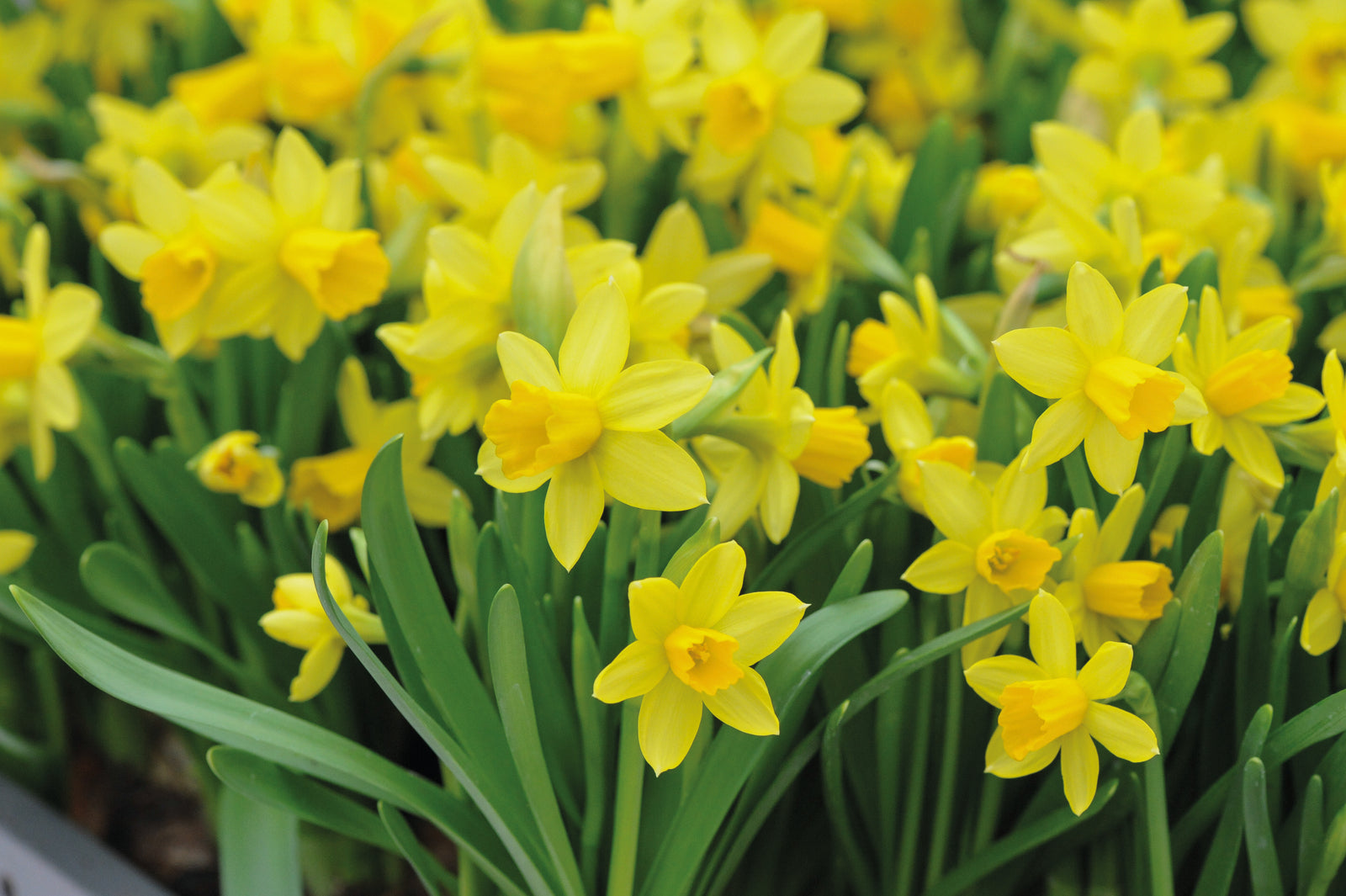 Narcissus Collection Bulbs | Set of 120