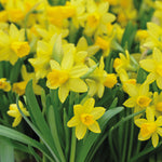 Narcissus Collection Bulbs | Set of 60