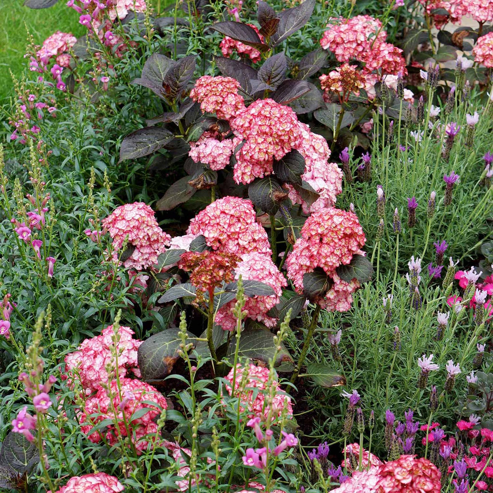 Hydrangea Macrophylla 'miss Saori' Double Pink-edged Mophead Shrub | 1 x 3L | Pink