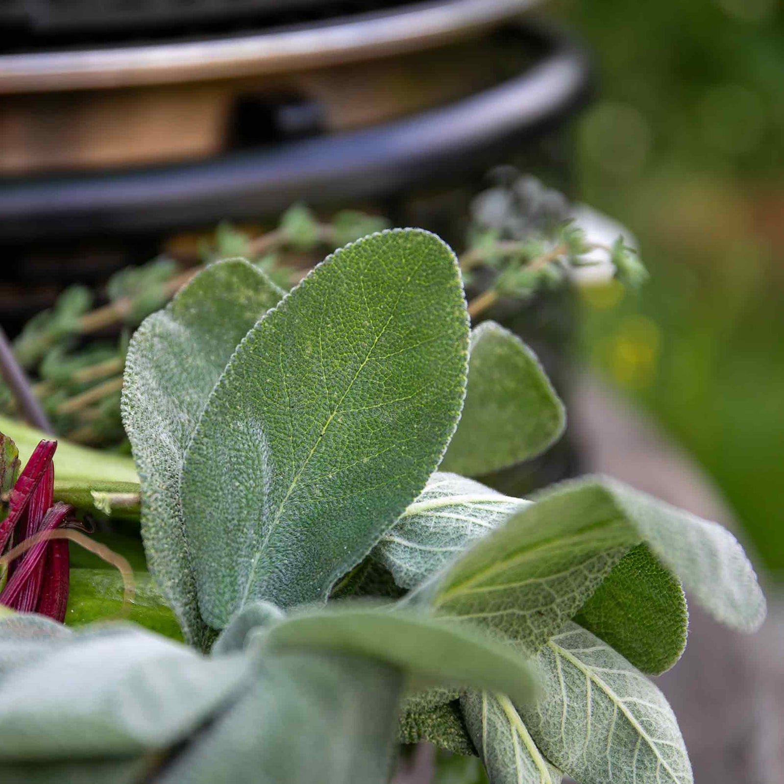 Sage (salvia Officinalis), Hardy Evergreen Culinary Herb, Plants | 1L | Purple & Green
