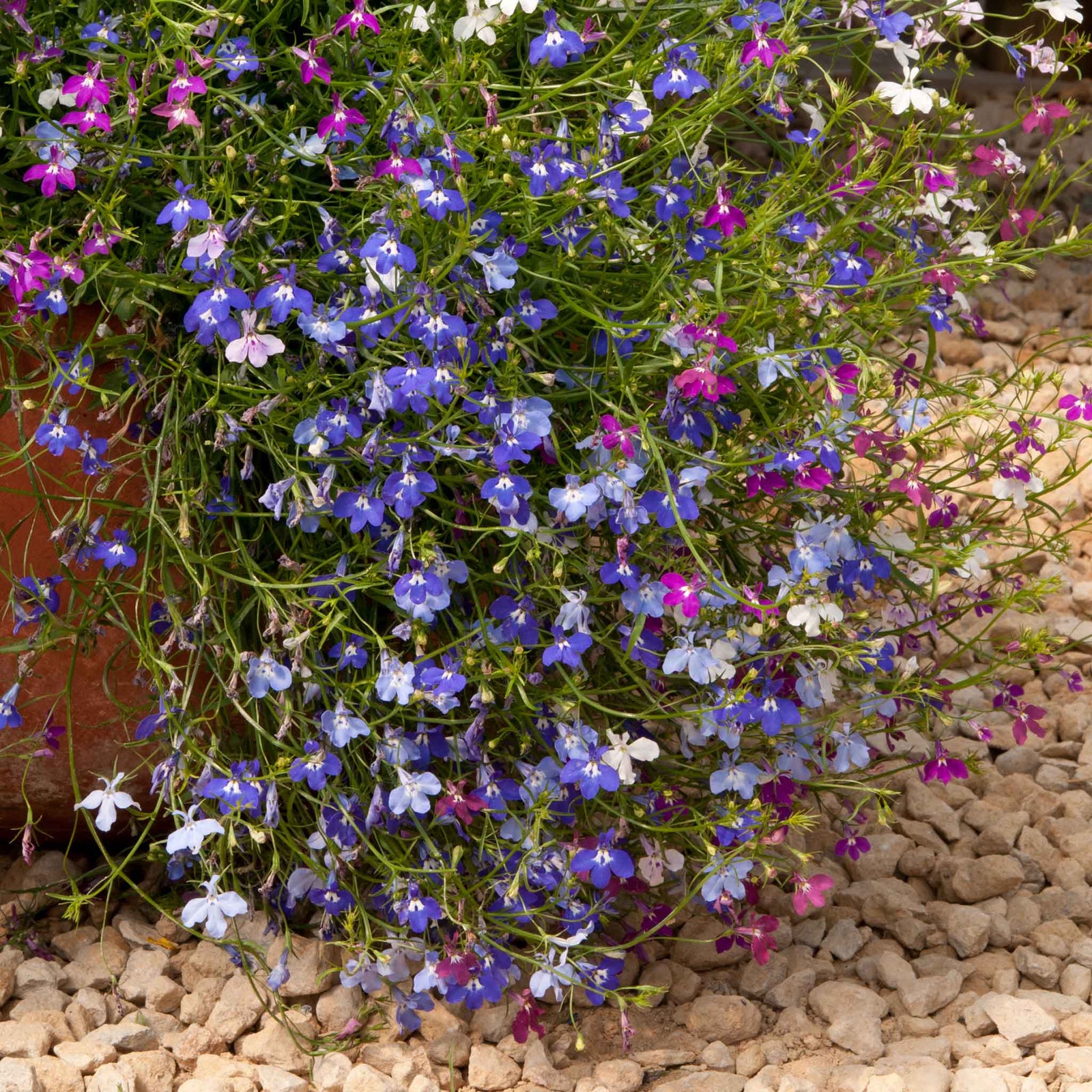 Lobelia Wonderfall Mixed - Trailing Bedding Plant | 60 x Pro Grower Plugs | Multi