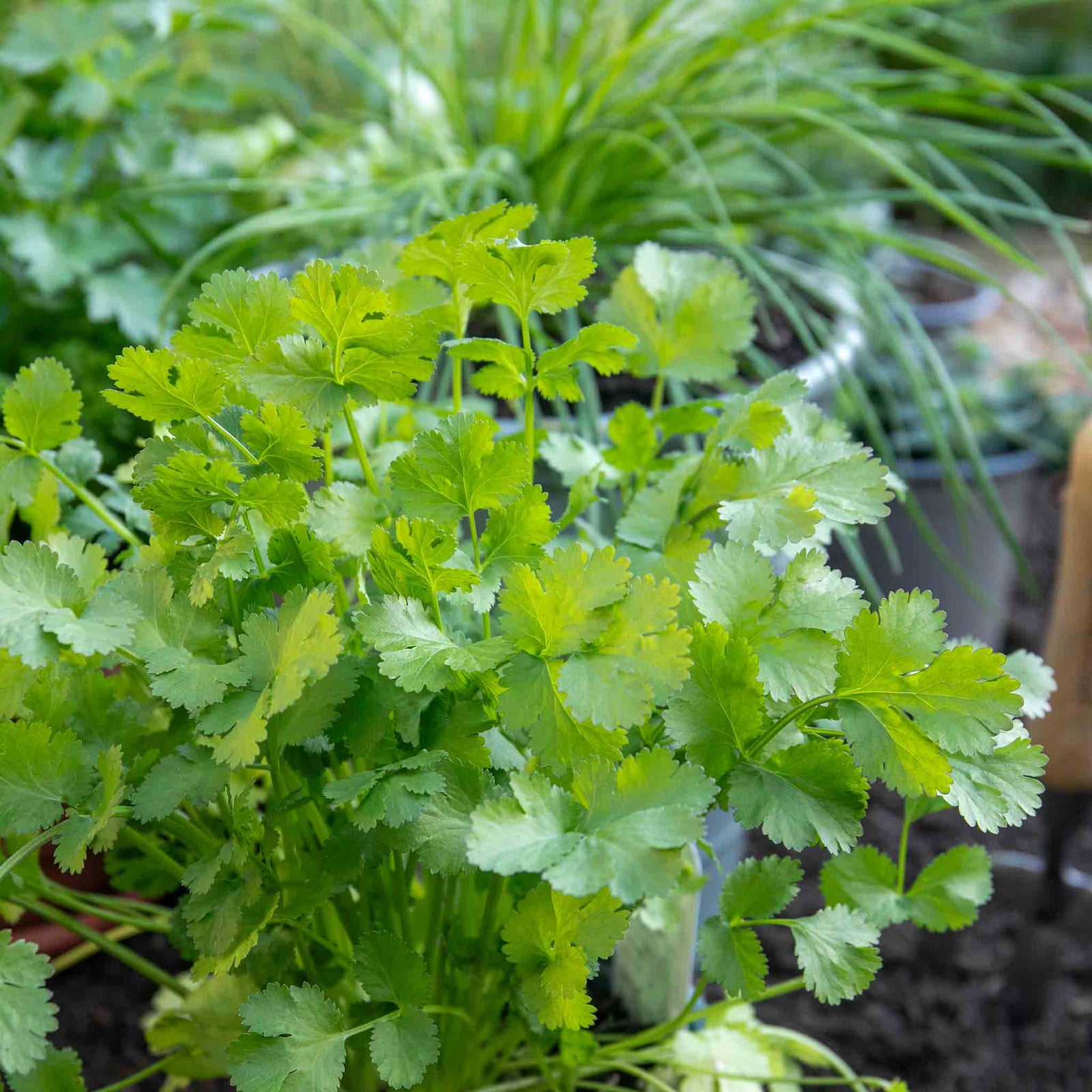 Coriander Plant Large Potted 35cm | 6 x Plug Plants | Green