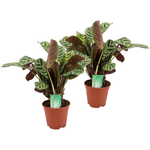 Never Never Plant - 2 Pcs. - Ctenanthe 'burle-marxii' - Height 30-40cm - ⌀14cm | Set-of-2 | Green