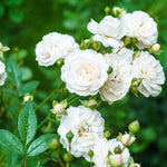 Rose Sea Foam White - 3 X Drift Rose In 9cm Pots