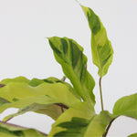 Prayer Plant - Calathea 'yellow Fusion' - Height 30-40cm - ⌀14cm | Set of 1 | Green