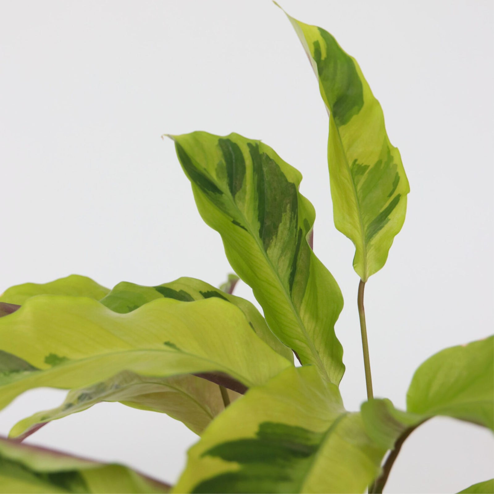 Prayer Plant - Calathea 'yellow Fusion' - Height 30-40cm - ⌀14cm | Set of 1 | Green