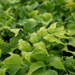 Holly Fern Cyrtomium Fortunei - Semi-evergreen Shade Plant | 1 x 2L | Green
