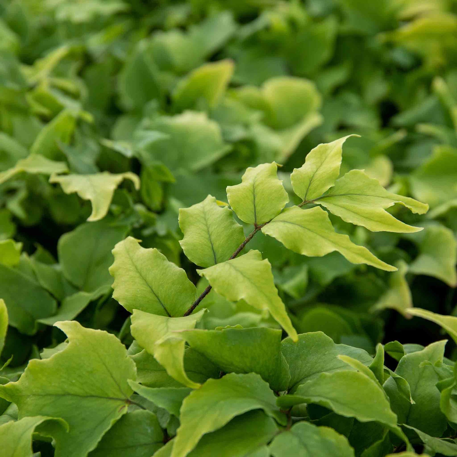 Holly Fern Cyrtomium Fortunei - Semi-evergreen Shade Plant | 1 x 2L | Green
