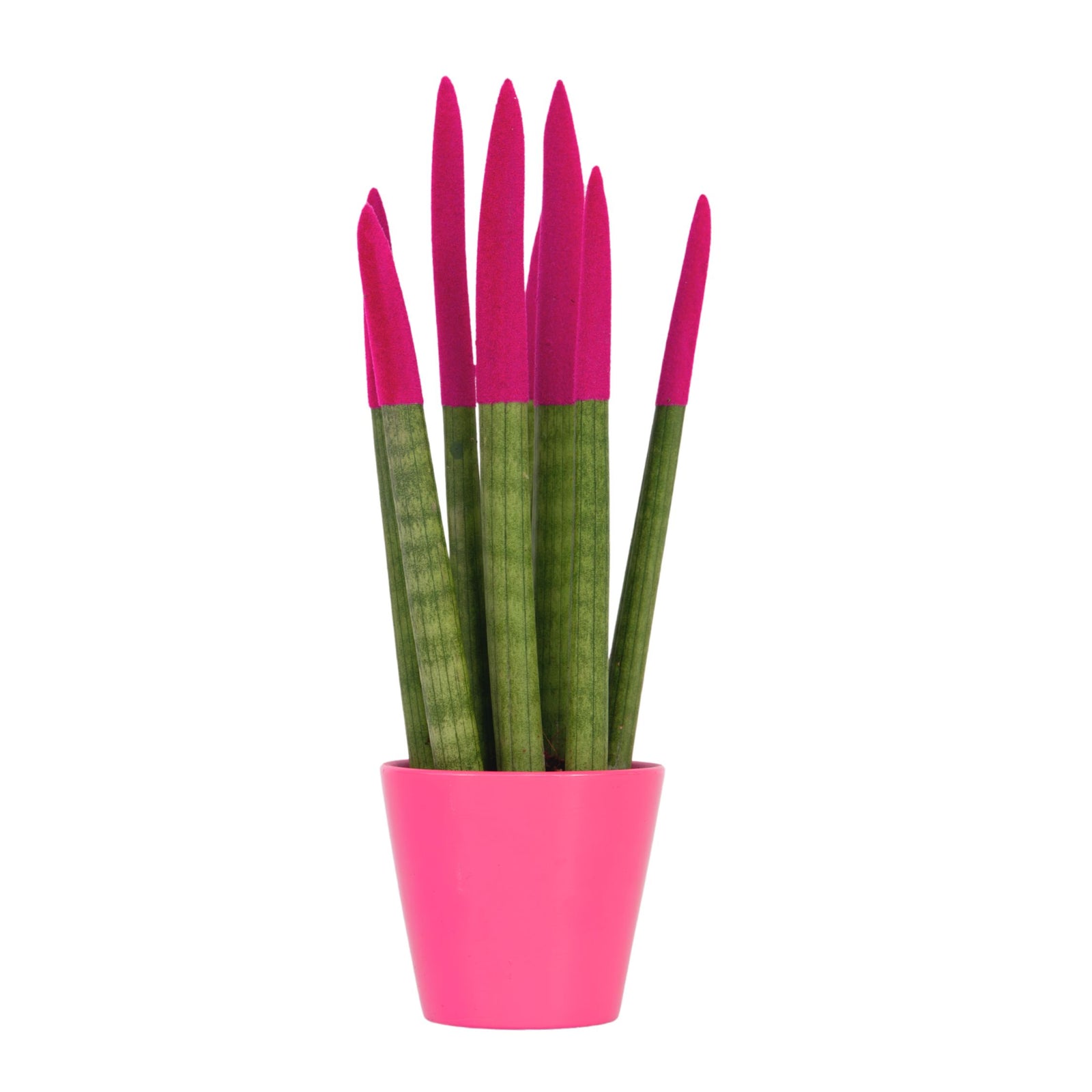 Snake Plant Velvet Touch - Sansevieria Cylindrica - Height 20-40cm - ⌀9cm | Pink