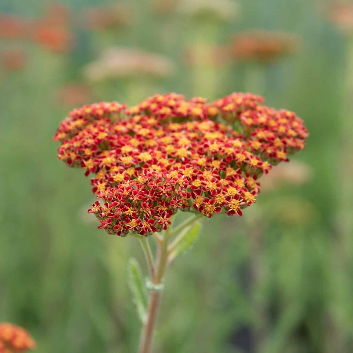 Achillea 'sassy Summer Sunset' 80cm 9cm | Set of 1