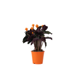 Prayer Plant - Calathea Crocata 'tassmania' - Height 40-50cm - ⌀14cm | Set-of-1 | Orange
