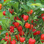 Armageddon Chilli Plant 1.5m Shu Plant | 3 x 9cm | Red